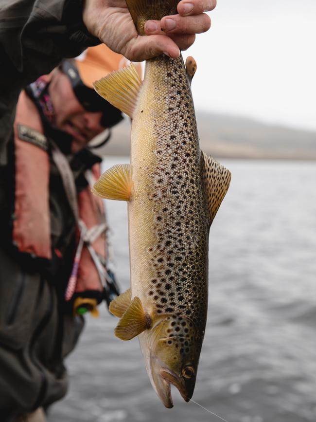 Brown Trout. credit: Samuel Shelley