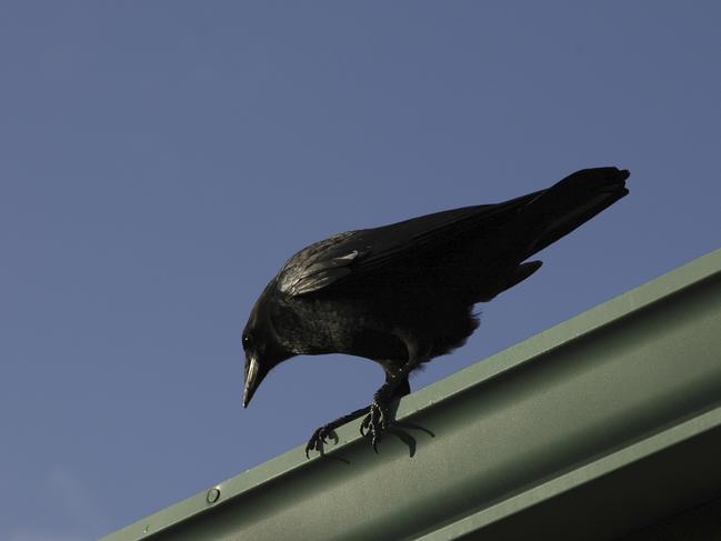 RSPCA is investigating the death of five crows at Newport. 