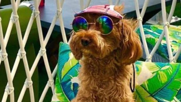 The custody battle over the Instagram-famous pup was central to the defamation case. Picture: Instagram