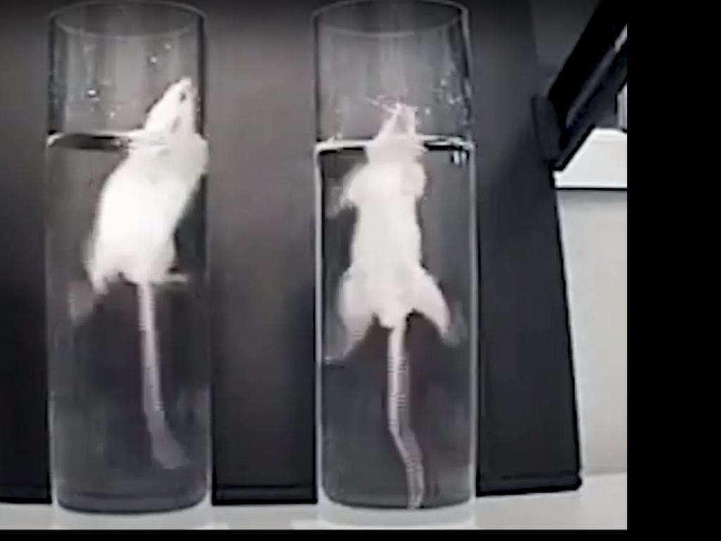 University of Adelaide bans 'inhumane' animal testing  —  Australia's leading news site