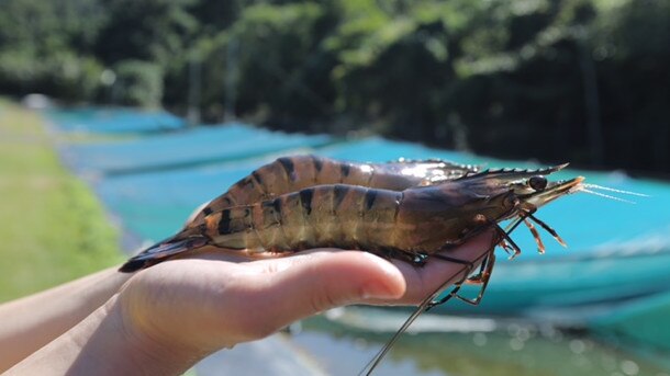 Seafarms Group will be farming these types of black tiger prawns for its Project Sea Dragon.