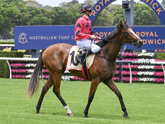 Apocalyptic was an eye-catcher when second behind Gallo Nero at her debut at Randwick on Boxing Day. Picture: Bradley Photos