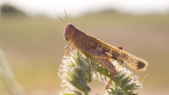 Australian plague locust.