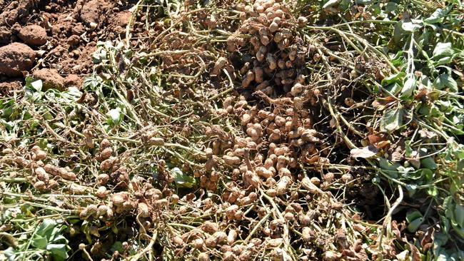 BUMPER: This year's crop completely full of peanuts. Picture: Madeline Grace