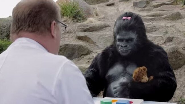 ‘Gone Ape’.