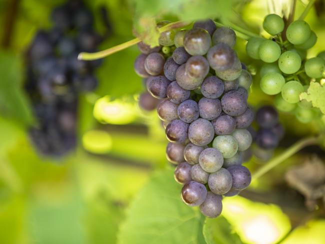 Brook Eden Vineyard. Picture: EDDIE SAFARIK