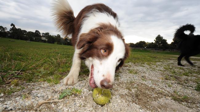 There’s plenty of parks in Ringwood to take your dog. We’ve found some of the best off-leash and social options for your pooch. Picture: Supplied.