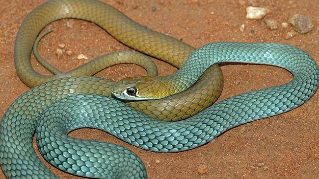 The Desert Whip Snake – also known as Demansia cyanochasma – has been identified as a new venomous species in Australia. Picture: Brian Bush