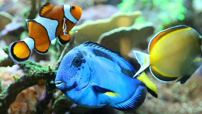 The Regal Blue Tang fish will be popular with the release of the Movie 
