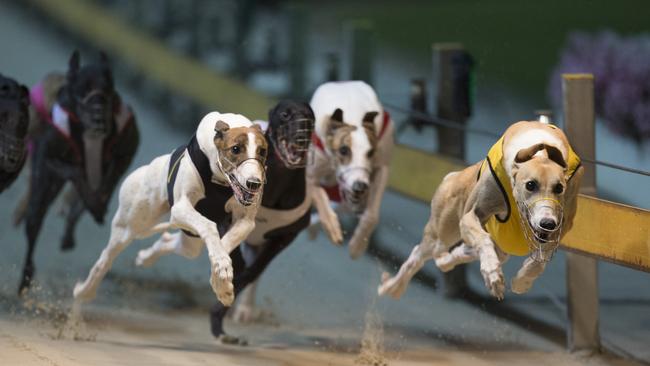 Greyhound Racing Out Of Wentworth Park As Sport Banned After ‘chilling 