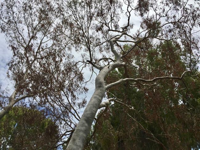 The Moreton Bay ash trees common to Tolderodden Conservation Park.