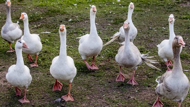 Some of the geese around the park Picture: Jerad Williams