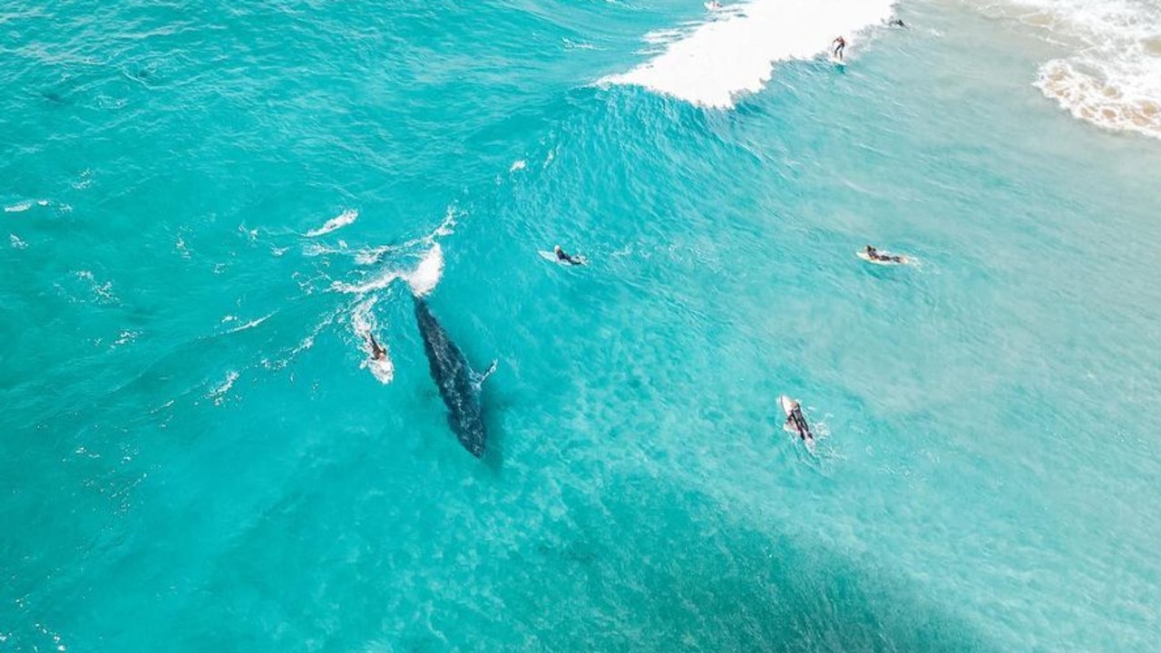 A photographer has captured this incredible photo of a whale catching a wave with surfers at Lennox Head in NSW. Picture: Daniel Cook/Instagram