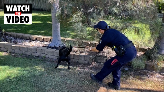 Drug detection demonstration with the Townsville Dog Squad