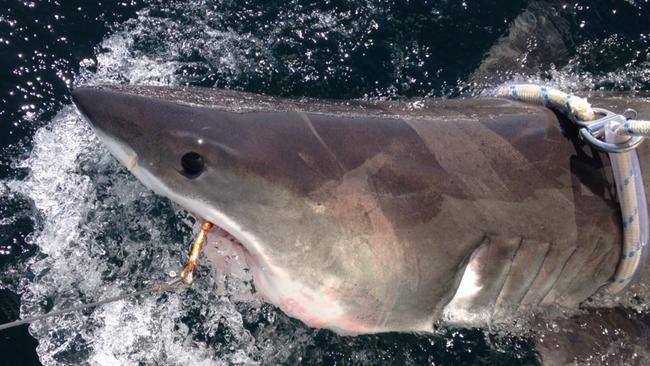 A shark tagged off Lighthouse Beach on October 3 by Shark Smart.