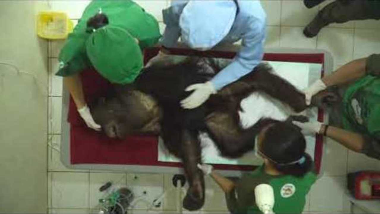 Rescue Orangutan Undergoes Surgery for Tumor