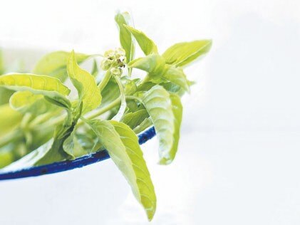 Basil eases arthritic pain body soul