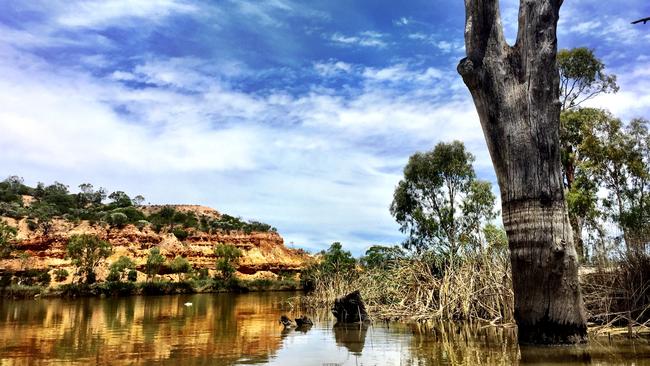 Water intended to safeguard the River Murray — and paid for by taxpayers — is instead being used by water-hungry cotton farms upstream. (Pic: Tricia Watkinson)