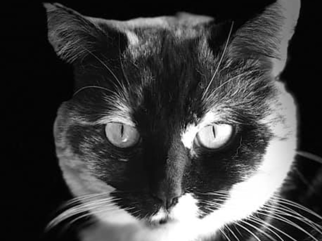 The gorgeous Miss Norah. Picture: Pippa Taylor. Coolest Cat photo competition. Quest Community News and Courier Mail WRH