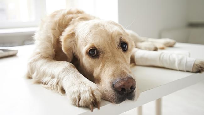 Vet Anne Fawcett Says Ingrown Claws Can Cause Pain For Pets But Are Easily Trimmed Daily Telegraph