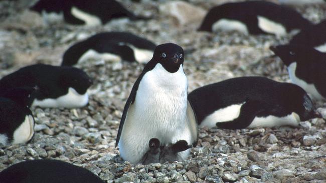 An Adelie penguin with its chicks in East Antarctica. Picture: David Killick