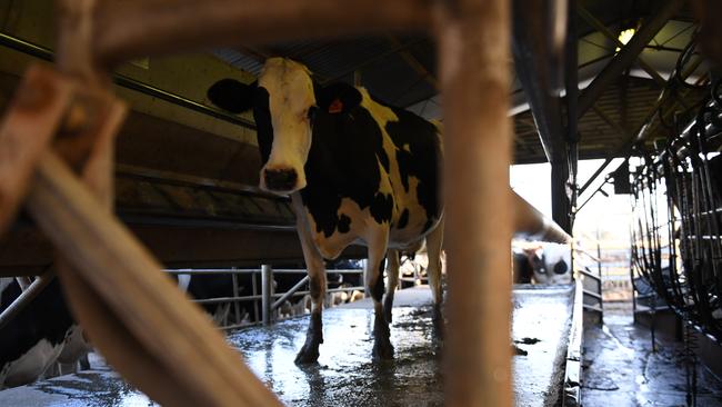 Big decision: Dairy farmers across Australia will be pulling apart the milk contracts published by processors today, as competition heats up.