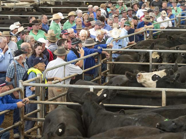 LIVESTOCK: Yea Saleyards. Cattle sale.Yea Saleyards. Cattle sale.PICTURED: Yea Saleyards. Cattle sale. Generic cattle sale. Stock Photo.Picture: Zoe Phillips