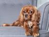 What my dog is really thinking: Mel Buttle