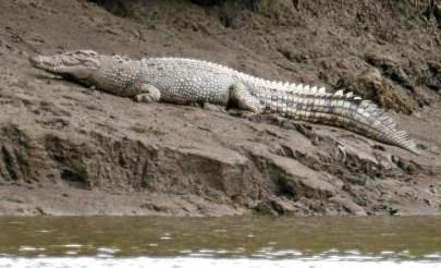 Rangers have regularly sighted the Mary River crocodiles in recent weeks and more traps have been set to try to catch them.  Photo Contributed. Picture: Contributed