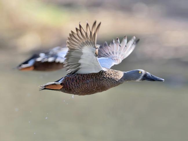 Decision to allow duck hunting in 2021 ignores science and public opinion.,  Australasian Shoveler Picture: Les Peters