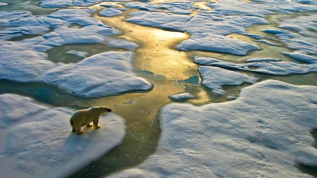 Polar bear in Franz Josef Land.