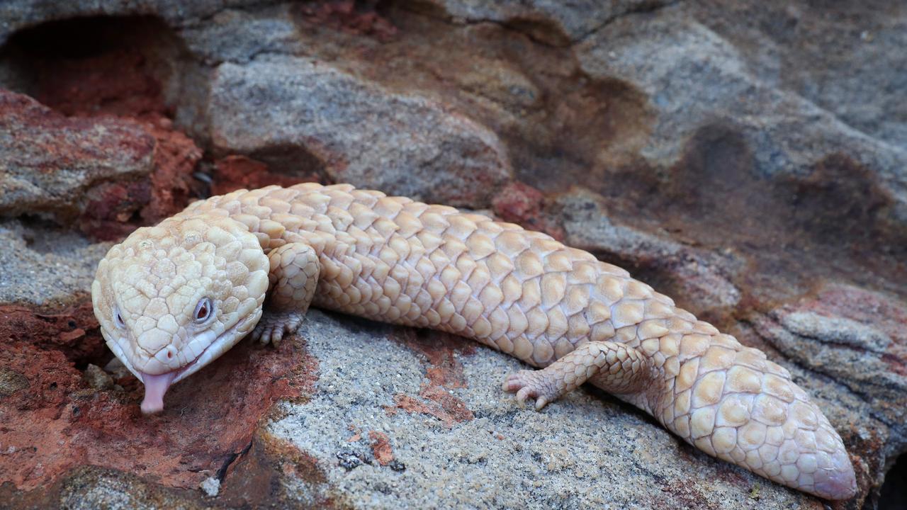 Seven shingleback lizards were allegedly smuggled to Hong Kong as part of the scheme.