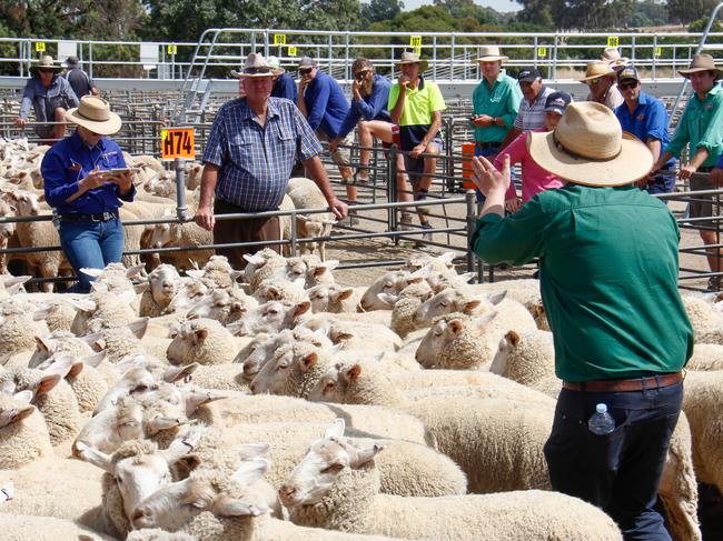 Declining numbers: Supermarkets and key export companies weren’t as active at saleyards this week.