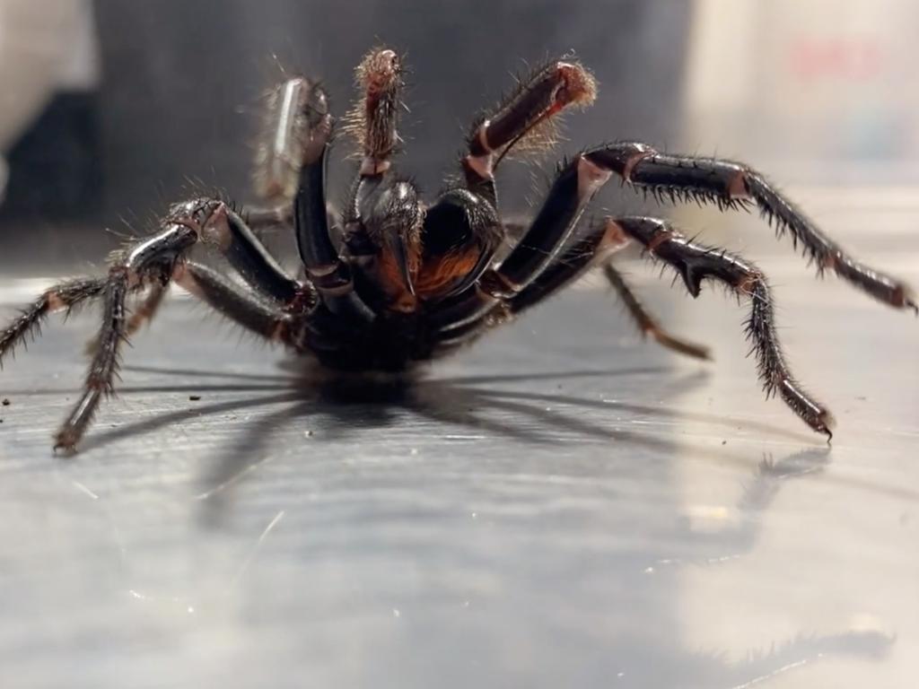 Australian Reptile Park: Giant funnel-web spider found ...