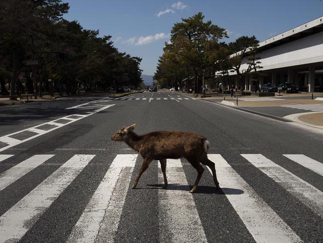NARA, JAPAN Deer are always a common sight in Japan’s popular tourist town of Nara, but they like to hang out in the park - you don’t usually see them in the middle of an empty street. Picture: AP 
 
 See also:• Amazing scenes of the world in lockdown
 • Best live streams to cure cabin fever
 • Taronga Zoo is now live-streaming and it’s amazing