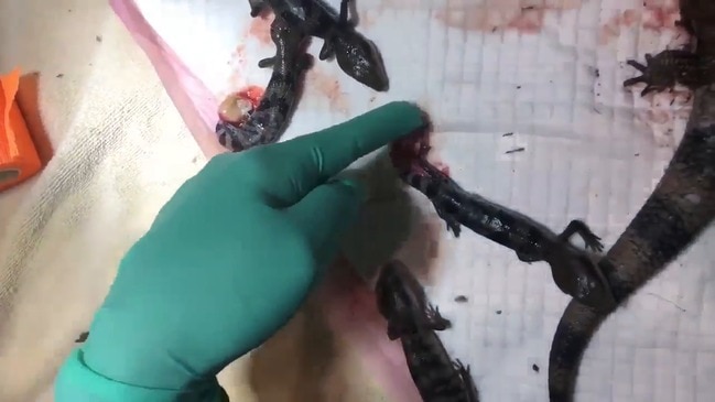 Caesarean performed on wild blue tongue lizard Video: Noosa District Animal Hospital