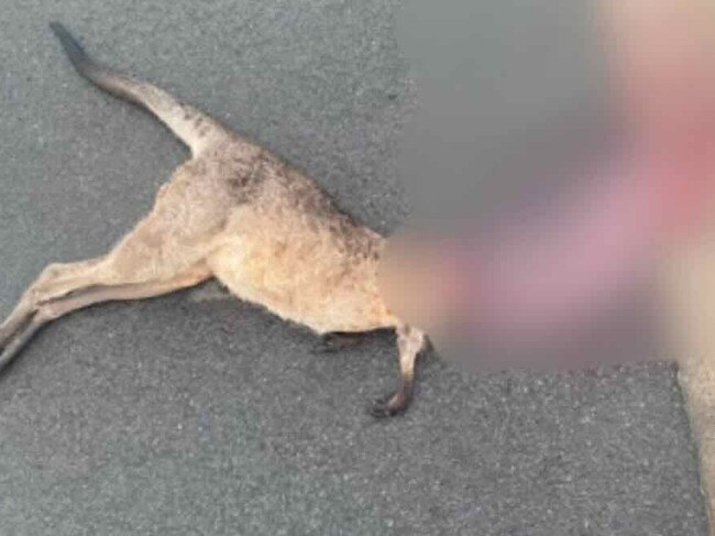 A kangaroo was discovered beheaded on Drury Lane, Dundowran on March 13, 2024.