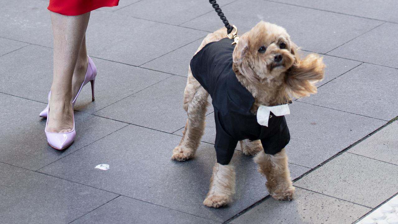 The Federal Court found Ms Edwards was defamed by publications that implied she stole Oscar the cavoodle. Picture: NCA NewsWire / Monique Harmer