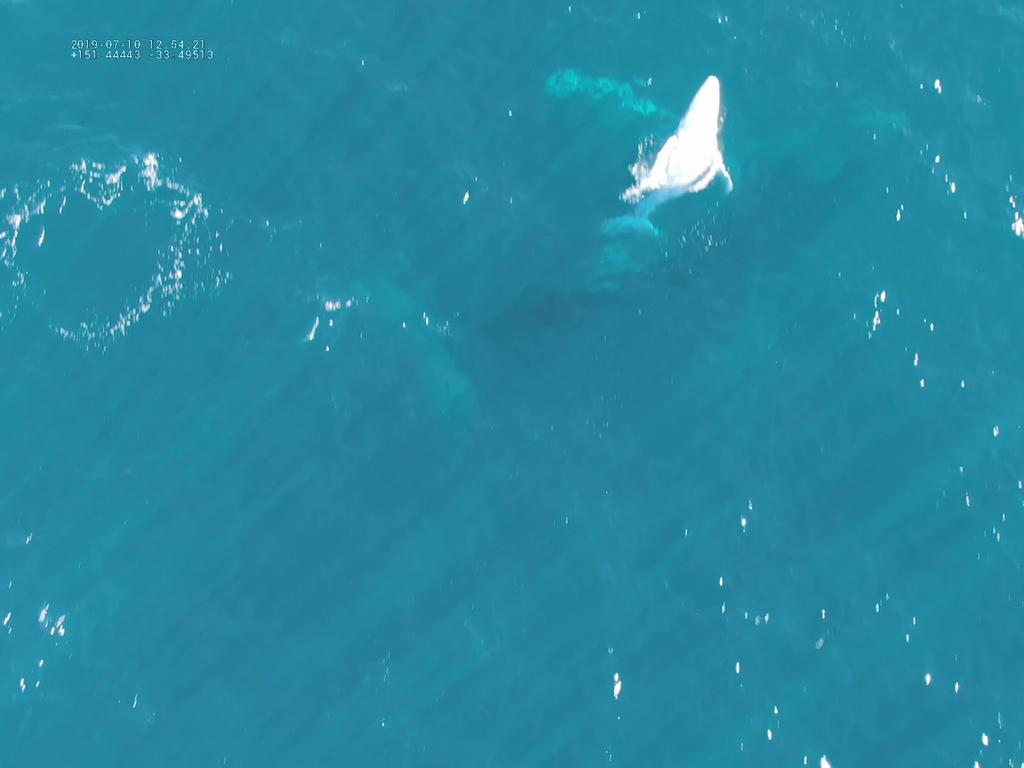 A whale suspected to be Migaloo plays around off the Central Coast. Picture: Mark Zucconi