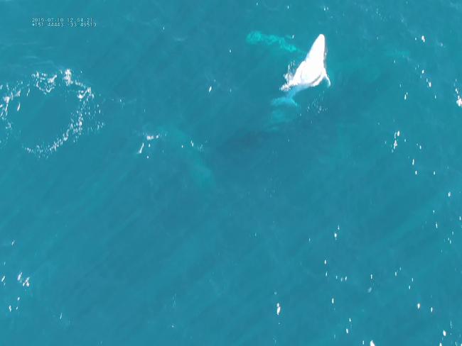 A whale suspected to be Migaloo plays around off the Central Coast. Picture: Mark Zucconi