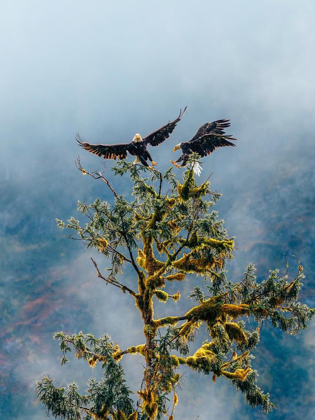 Majestic bald eagles nest by the water.