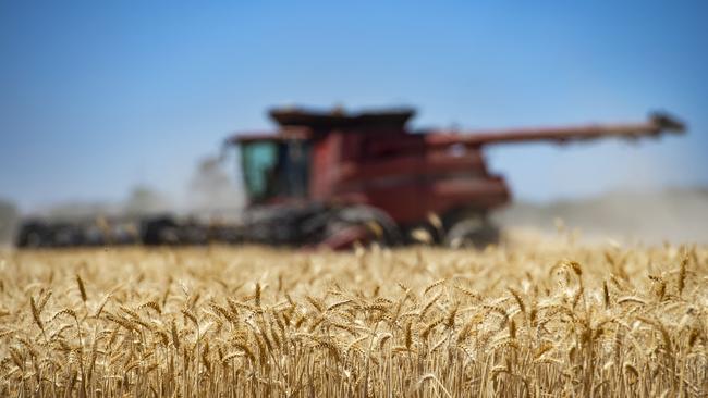 Grain prices are expected to hold up right through this harvest, according to bank market analysts. Picture: Zoe Phillips