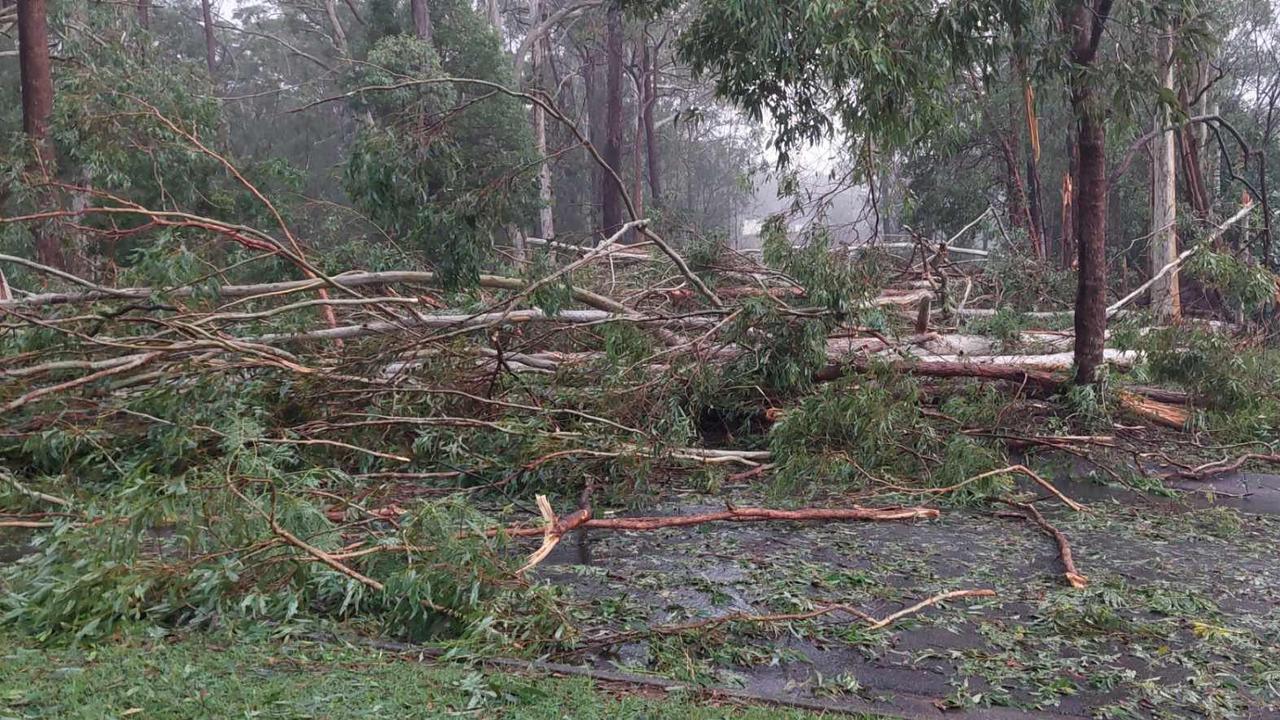 Beerwah residents have woken up to trees everywhere after a night of severe storms. Picture: Dean Fluety