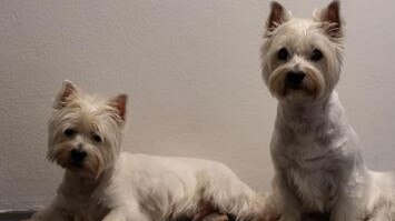 Alfie and Daisy, Cairns Post Cutest Dog nominees, July 2023