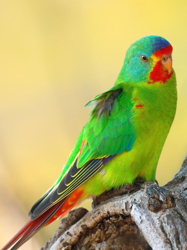 Swift Parrot. Picture: Instagram/@leonardodicaprio