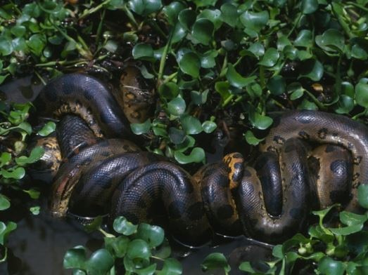 Northern green anaconda 'breeding ball'. Image: Jesus Rivas.