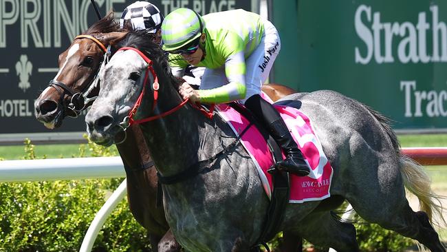 Lekvarte will be ridden by Tommy Berry at Rosehill on Saturday and is one of his better chances. Picture: Jeremy Ng/Getty Images