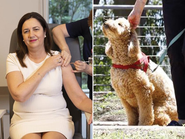 Annastacia Palaszczuk gets her Pfizer jab, and says her vaccinatiion was delayed after he beloved dog Winton bit her, which meant she needed a tetanus shot. Pictures: News Corp