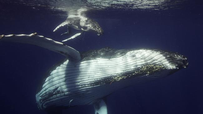 A humpback whale calf and its mother on their southern migration in a scene from the documentary TV series Ocean Odyssey: A Journey Down the East Australian Current. Supplied by ABC-TV.