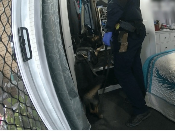 Police have released vision of the arrest of a 69-year-old Brendale man and a search warrant at a Brendale property on May 29.